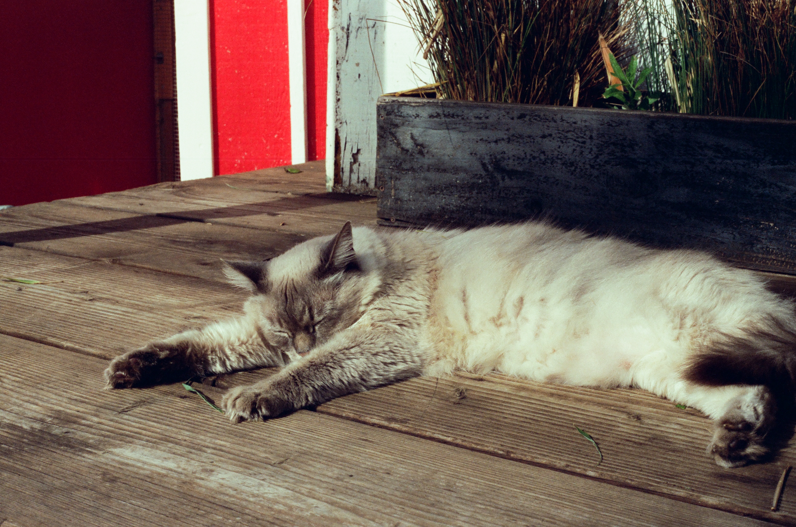 img/Sleeping cat in Makawao, Maui